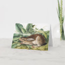 Search for black tailed cards Mammal
