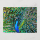 Search for peacock feathers postcards Exotic