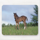 Search for thoroughbred mouse mats Foal