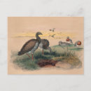 Search for wolf head postcards Wildlife