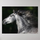 Search for dapple grey horse posters Breed