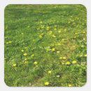 Search for yellow dandelions stickers Nature
