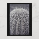 Search for prickly postcards Desert