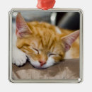 Search for orange kitten christmas tree decorations Pet