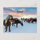 Search for icelandic horse Snow