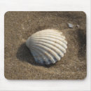 Search for clam shell Seaside