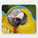 Search for pet parrot electronics Exotic