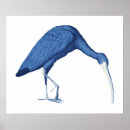 Search for beak posters Blue