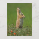 Search for cathy vertical postcards Animal