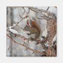 Search for berries magnets Animals