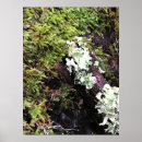 Search for salamander posters Amphibian