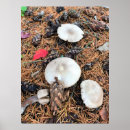 Search for pine cone posters Fall