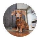 Search for dachshund chopping boards Domestic animals