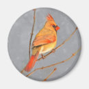 Search for cardinal magnets Winter