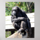 Search for chimpanzee posters Photograph