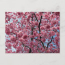 Search for japan postcards Cherry blossom