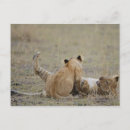 Search for leo postcards Outdoors