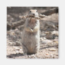 Search for ground squirrel magnets Wildlife