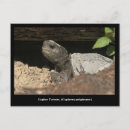 Search for gopher postcards Wildlife