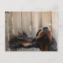 Search for mug horizontal postcards Dog