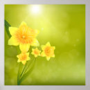 Search for yellow daffodil flowers posters Nature