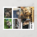 Search for stray horizontal postcards Cute