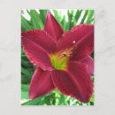 Search for ruby red postcards Flower