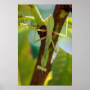 Search for mantis art Insect