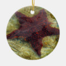 Search for underwater christmas tree decorations Photography