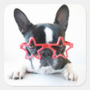 Search for domestic animal stickers Photography