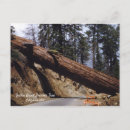 Search for giant tree postcards Sequoia