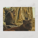 Search for roar photography Wildlife