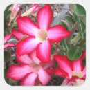 Search for desert rose stickers Pink