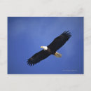 Search for alaska eagle postcards Outdoors