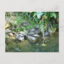 Search for terrapin postcards Turtles