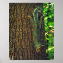 Search for squirrel art Nut