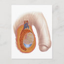 Search for penis postcards Testicle