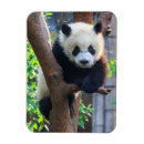 Search for panda magnets Animal wildlife