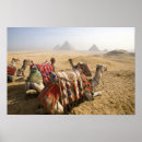 Search for camels posters Cairo