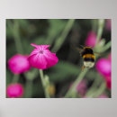 Search for bee photography Floral