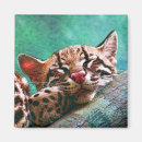 Search for wild cat magnets Kitten