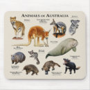 Search for koala computer accessories Wildlife