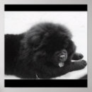 Search for chow posters Puppy