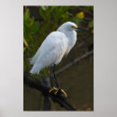 Search for thula Nature