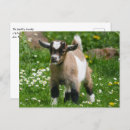 Search for pygmy goat postcards Animal