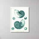 Search for seashell art Denis diderot