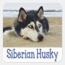 Search for siberian husky stickers Puppy