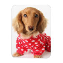 Search for dachshund valentines day cards Animal