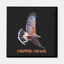 Search for hawk magnets Election