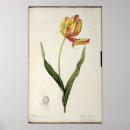 Search for tulipa posters Redoute
